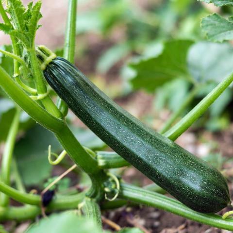 Courgette Zuboda