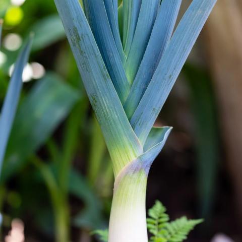 Poireau Bleu de Solaise