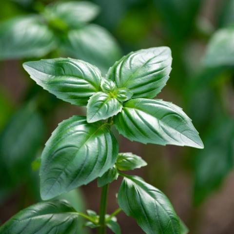 Basilic grand vert