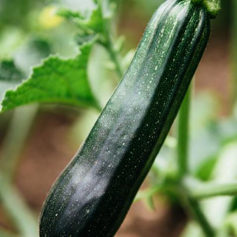Courgette Black Beauty