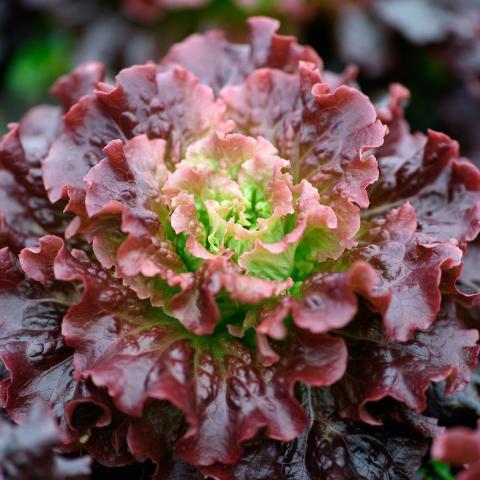 Laitue Batavia Rouge Grenobloise