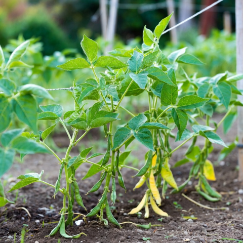 Haricots nains (verts)