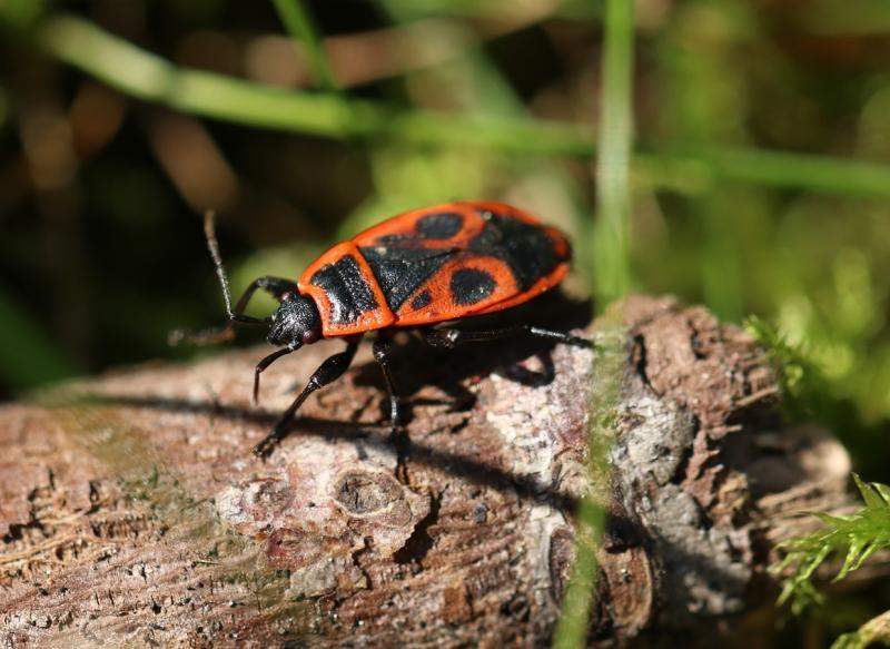 102f89d4688ea43dc5c725e9e88d1e37