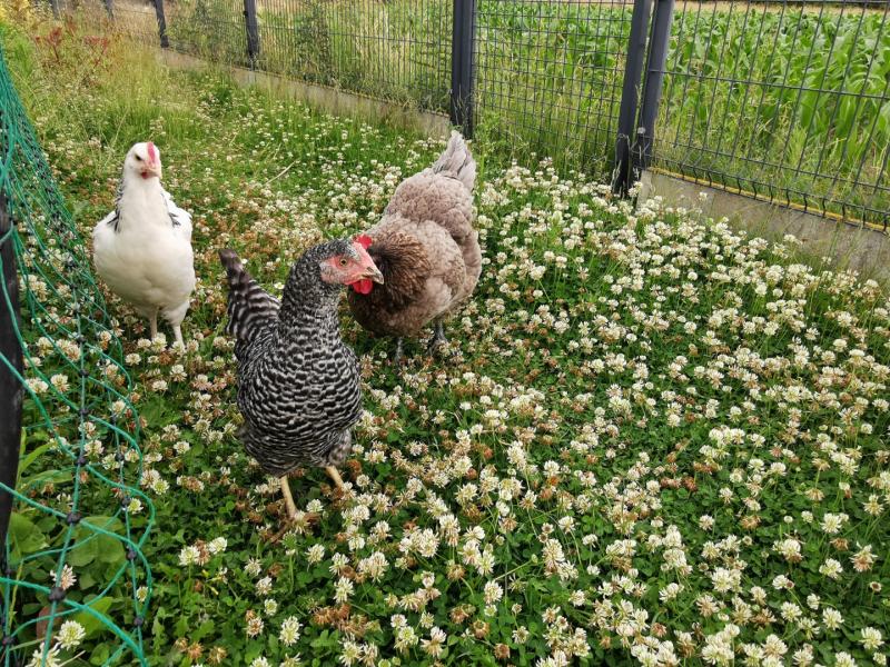 17af04db547f3cdf1d3abcbb3a6f7e95