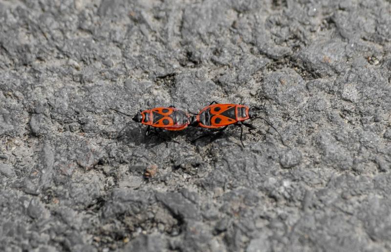 942bd6ff946662488763ae1ab29f6b0b