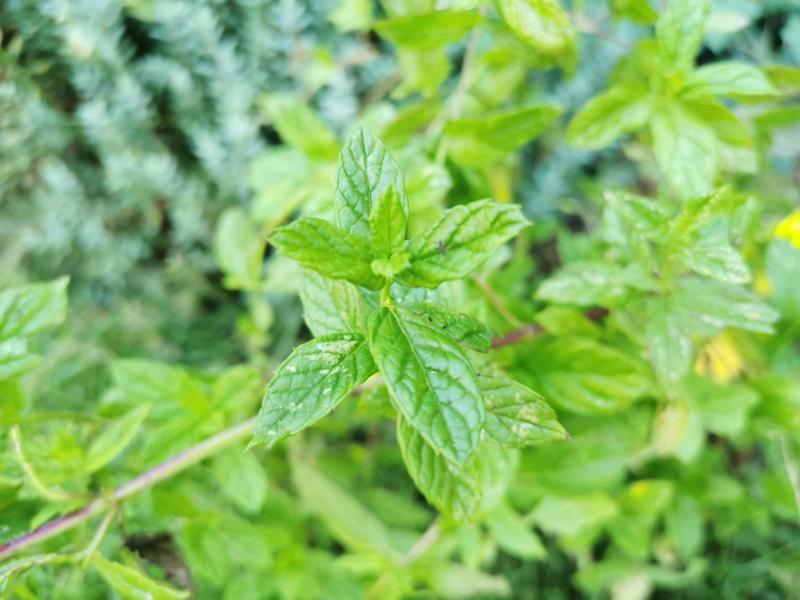 c32c8a77131fddc02d9d8d8556aba491