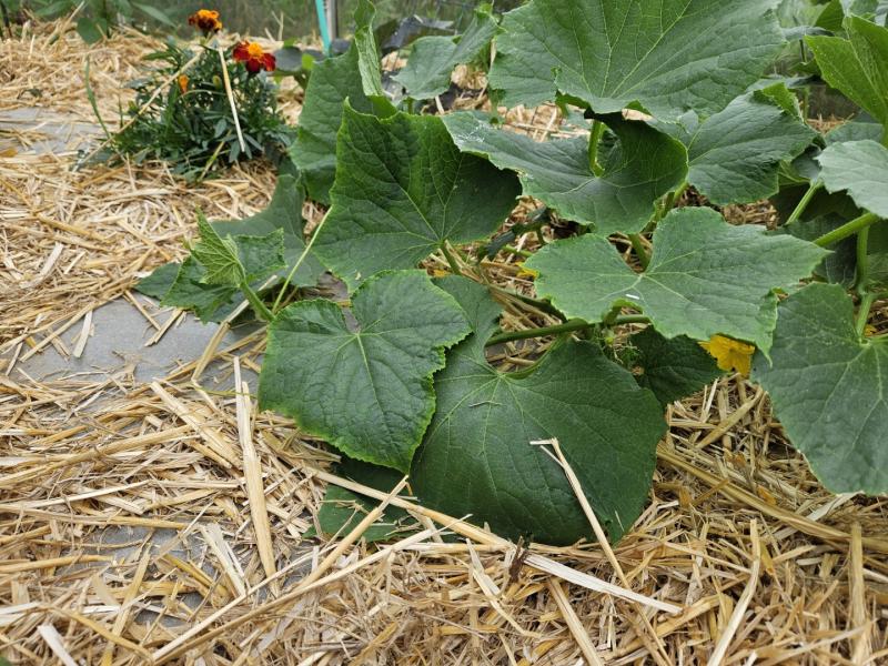 paillage%20jardin%20(1)