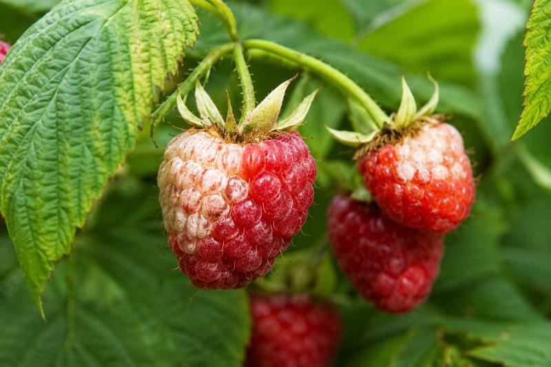 punaise-framboise