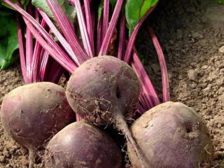 🌱 15 nouvelles fiches de culture sont disponibles sur Permapotes