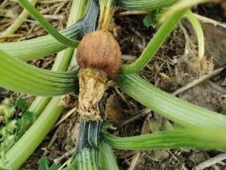 Pourquoi mes courgettes deviennent jaunes et pourrissent ?