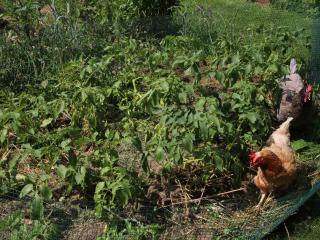 Comment lutter contre les doryphores, ravageurs des pommes de terre, avec l'aide des poules !