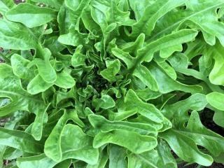 15 nouvelles fiches de culture maintenant disponibles sur Permapotes !