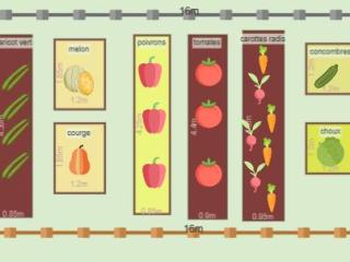 Mon potager 2023