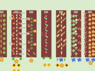 Mon potager 2023