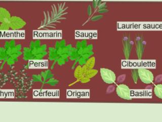 Jardinière aromatiques
