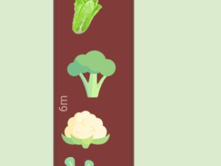 Potager 2024 : le.long du grillage