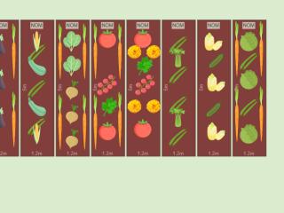 potager 50m²