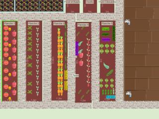 Potager 2024 phase 1 Olivier Tomate