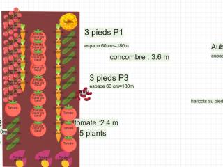 Mon potager1