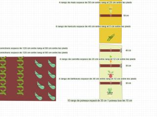 Mon potager 3