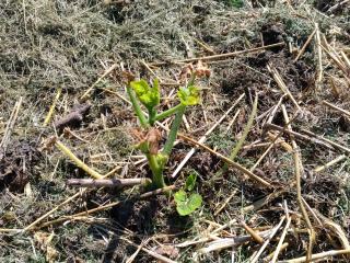 N’arrachez pas vos plants de tomates et courges brûlés par le froid !