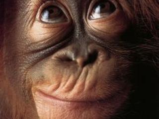 avatar MERTAPOTE