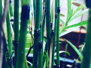 avatar lespetitesfeuilles