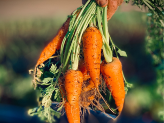 avatar Guy et les drôles de dames