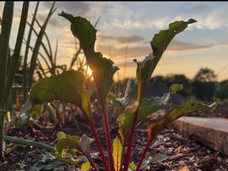 avatar DIMITRI BAILLEUL