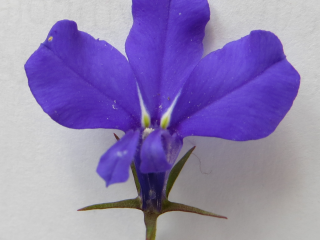 avatar ajoucadou