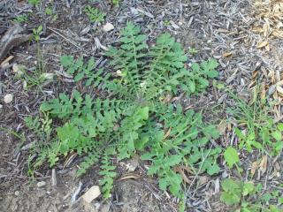 How can I identify a plant I don't know?