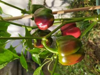 avatar _au_petit_potager_