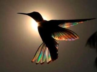 avatar Ti colibri