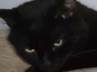 avatar Loky