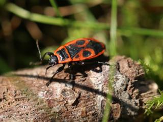 Gendarme : quel est cet insecte qui envahit votre potager ? 