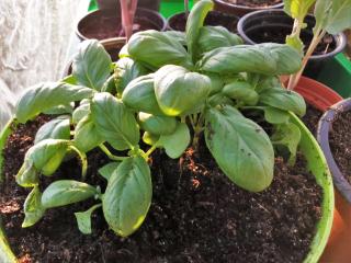 Comment faire pousser du basilic ?