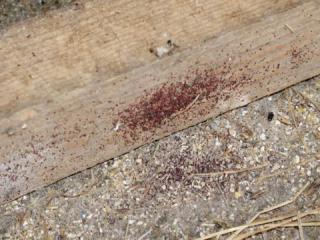 Poux de poule : comment se débarrasser des poux rouges ?