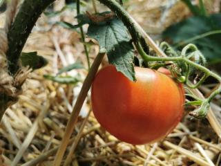 Comment conserver les tomates du jardin ?