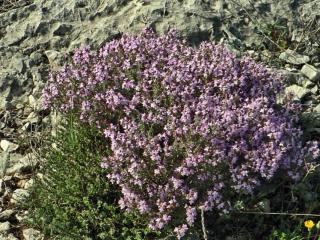 Comment faire pousser du thym ?