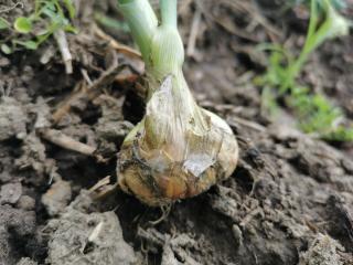 Rottende uien: wat zijn die witte larven die ze bederven?