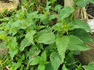 Hoe kan brandnetelpurine in de tuin worden gebruikt?