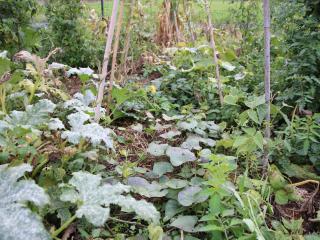 Comment arroser les plants de courgettes (pour éviter l'oïdium) ?