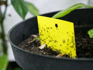 Comment se débarrasser des mouches de terreau ?