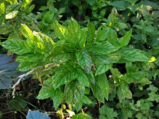 Culture de la menthe poivrée : comment la planter et l'utiliser ?