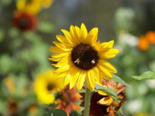 Comment faire pousser des tournesols ?