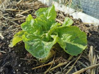 Salades : quelles variétés planter maintenant ?