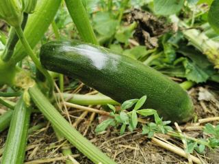 Comment savoir si une courgette est mûre ?