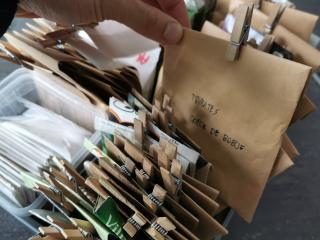 Potager : graines F1 ou paysannes ? Quelle différence ?