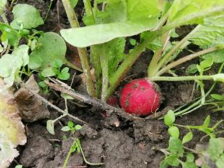 Comment faire grossier mes radis ? 