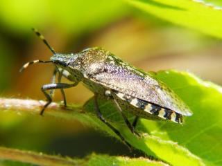 Comment lutter contre les punaises au jardin ?